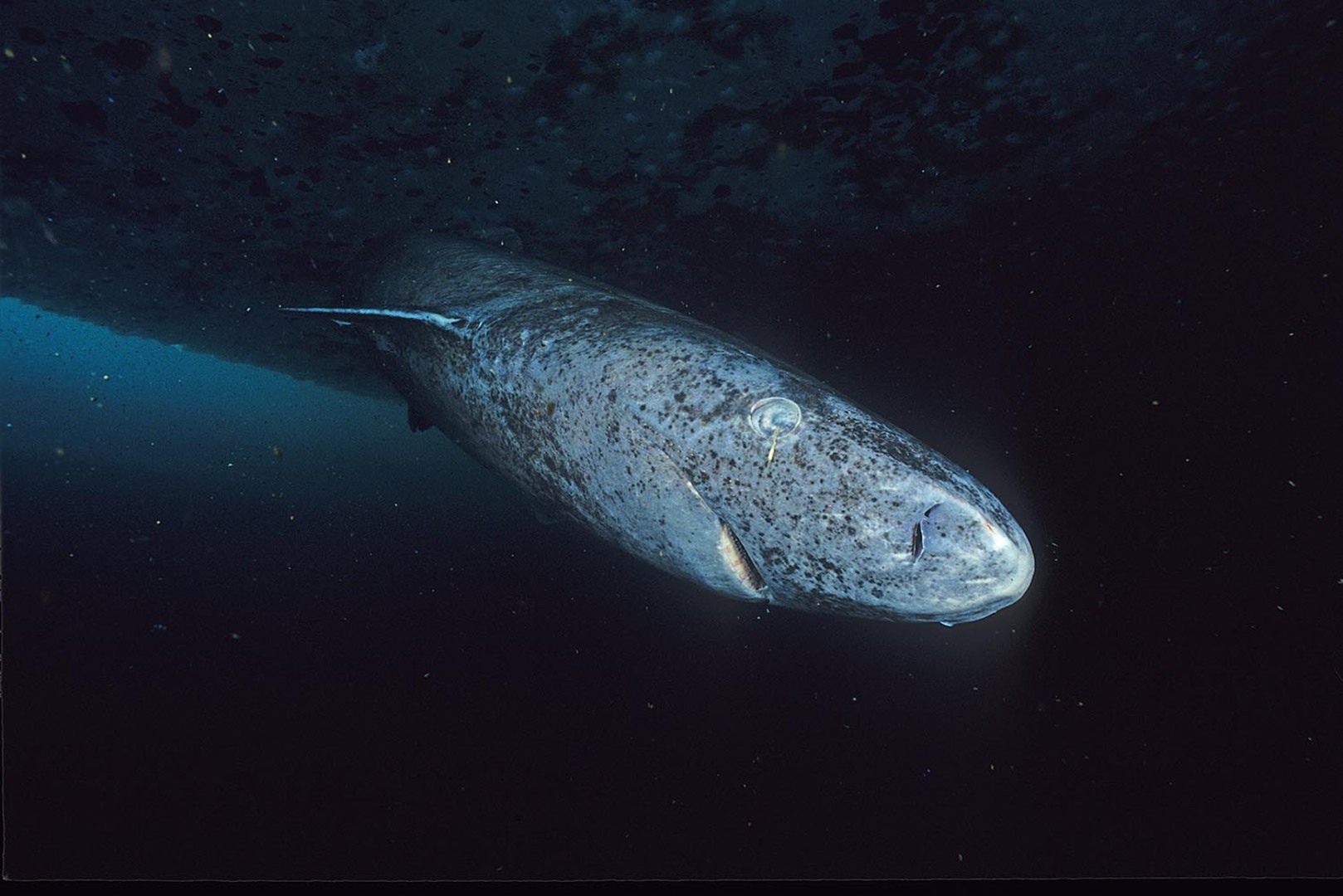 Shark That Can Live More Than 400 Years Divides Greenland — And Is Part of Icelandic Cuisine